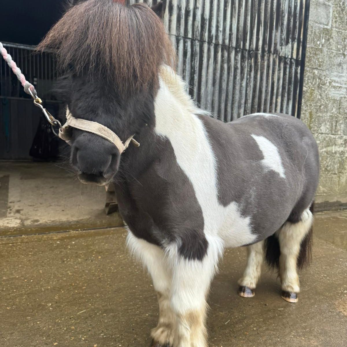 A small pony with a fluffy mane, black and white coat, stands in a stable.
