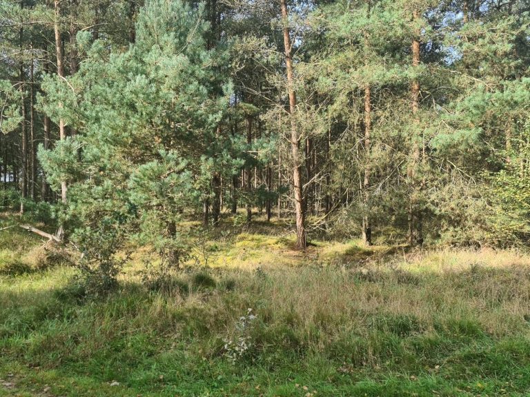 A forest scene with tall trees and lush undergrowth in natural light.