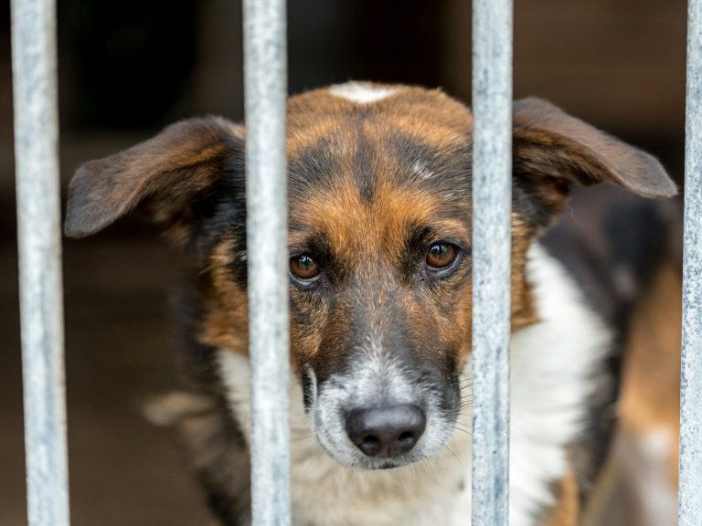 A brown and white dog with alert eyes peering through metal bars.