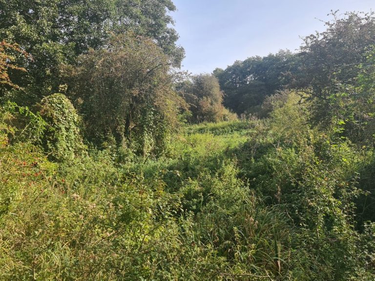 Lush green landscape with trees and dense undergrowth under a clear blue sky.