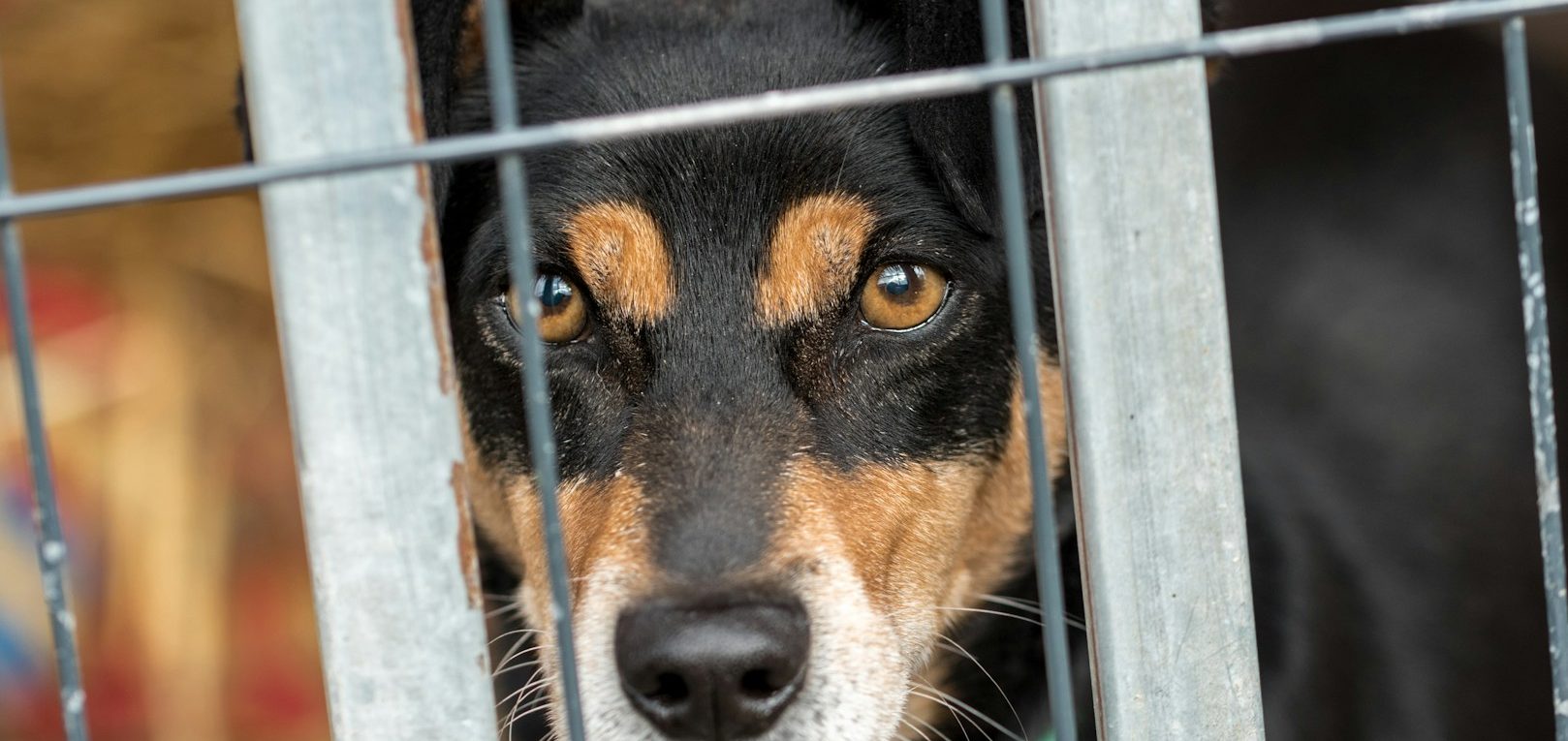 Black and tan dog looking through bars, with expressive brown eyes.