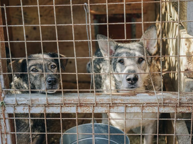 Two dogs looking out from behind a wire fence in a kennel.