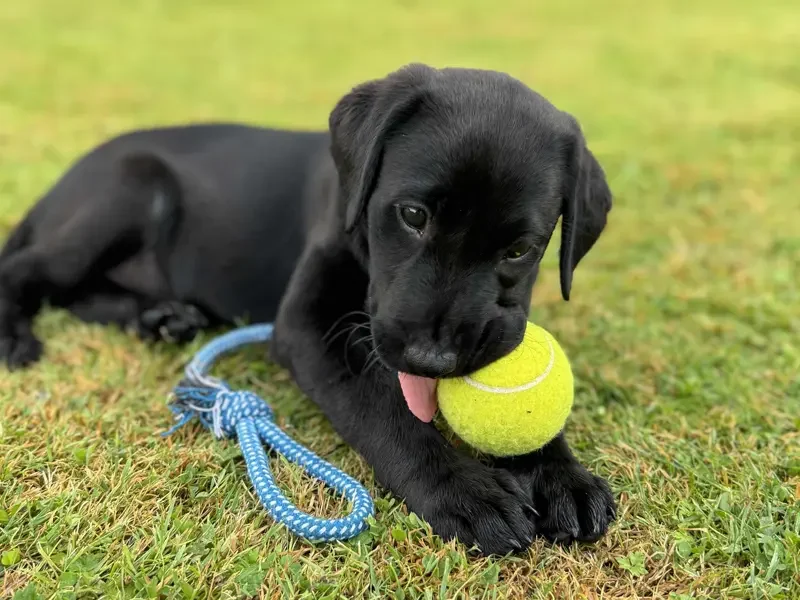 Cloud Based technology no instalation just use your browser Black puppy lying on grass, chewing a yellow tennis ball with a blue leash nearby.