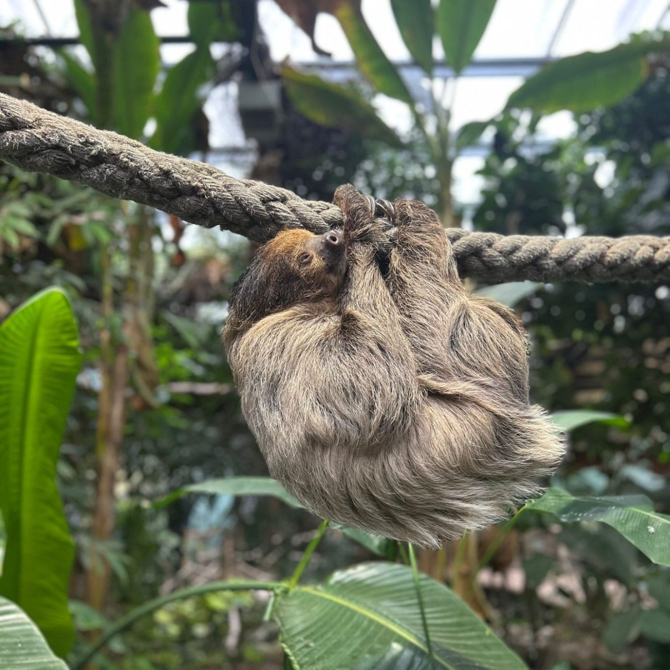 A sloth hanging upside down from a rope amongst lush green vegetation.