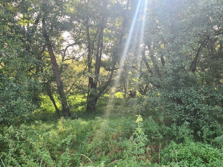 Sunlight streaming through trees in a lush green wooded area.