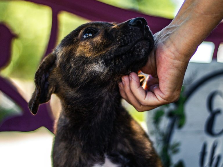 A close-up of a hand gently petting a brown dog.