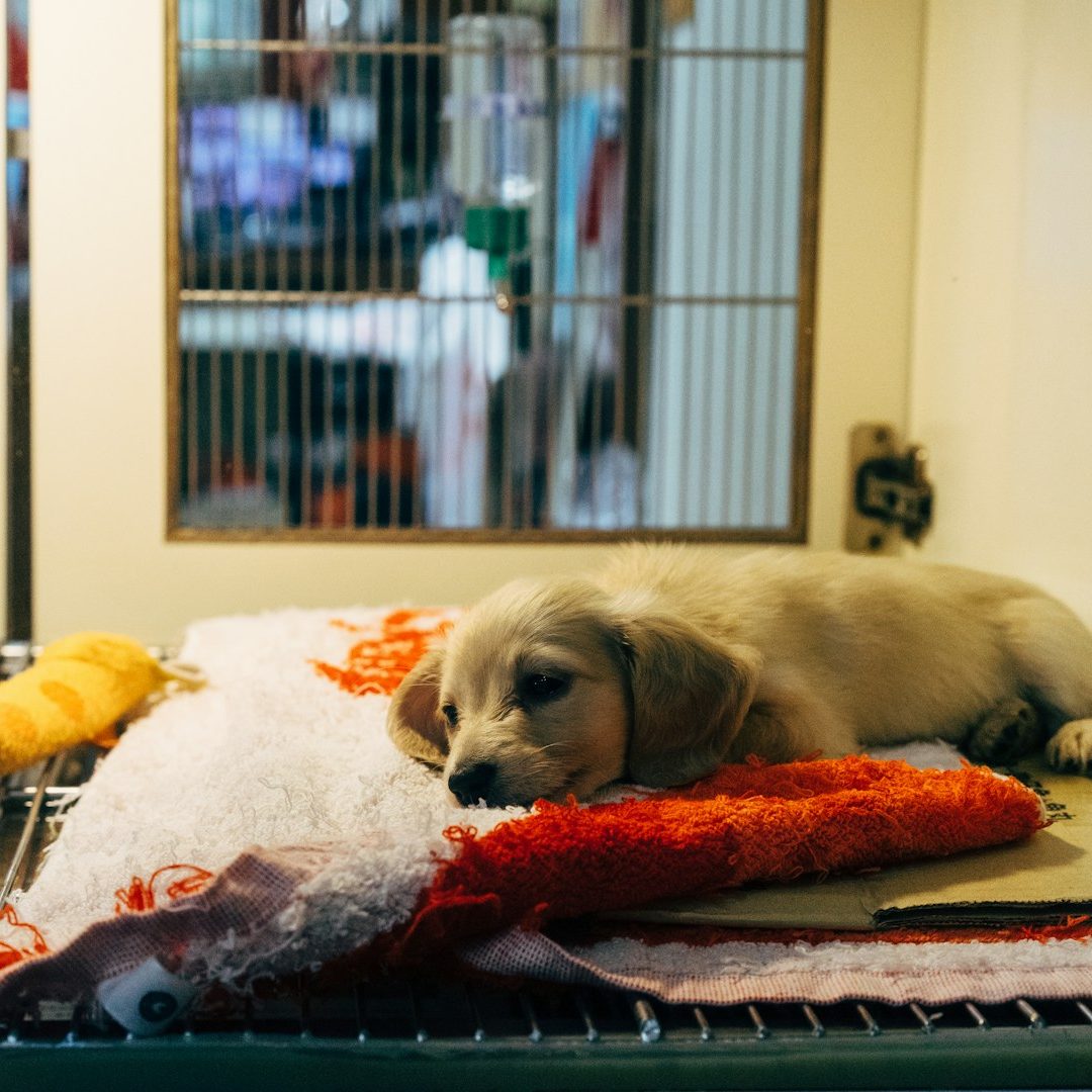 A sleepy puppy resting on a blanket inside a kennel.