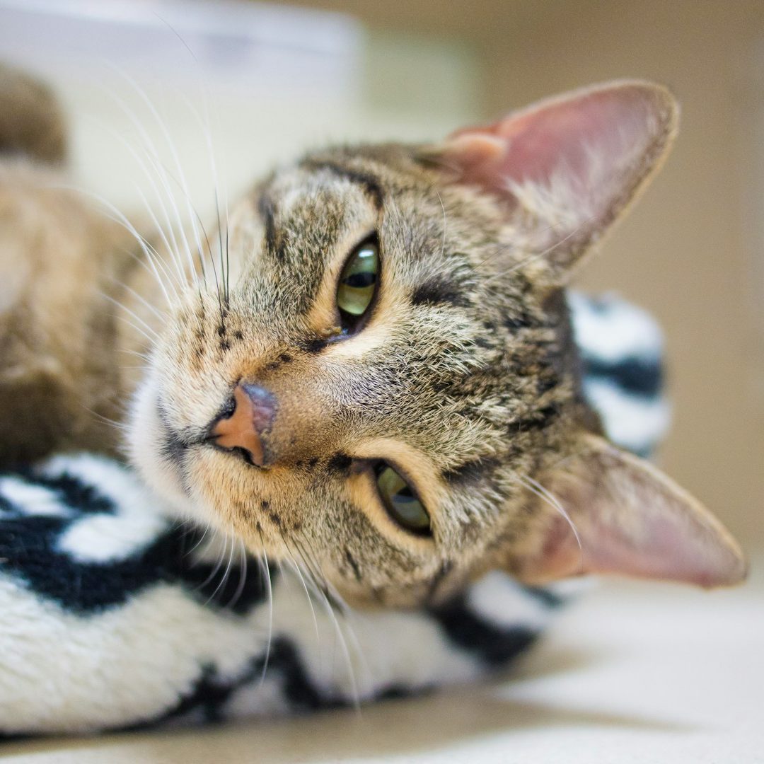 Cat and feline shelter management A relaxed tabby cat resting on a soft, patterned surface.