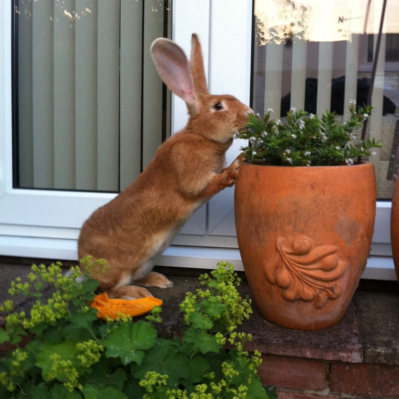 A rabbit standing on its hind legs beside a terracotta pot, nibbling on plants.