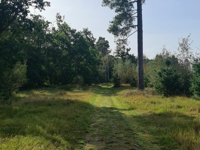 A grassy path through a sunny forest with trees and dense undergrowth on either side.